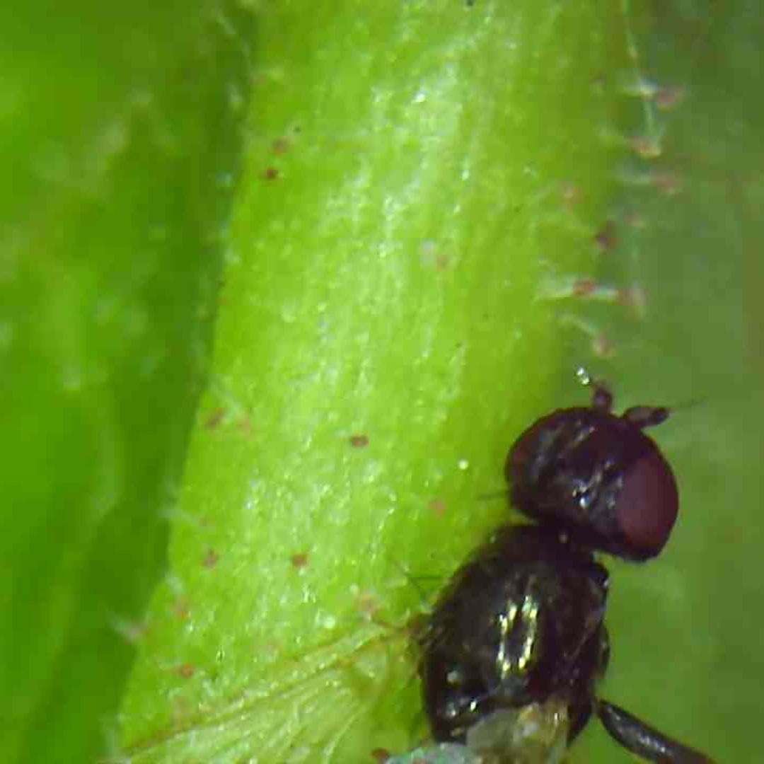 Insekt auf Pflanze 